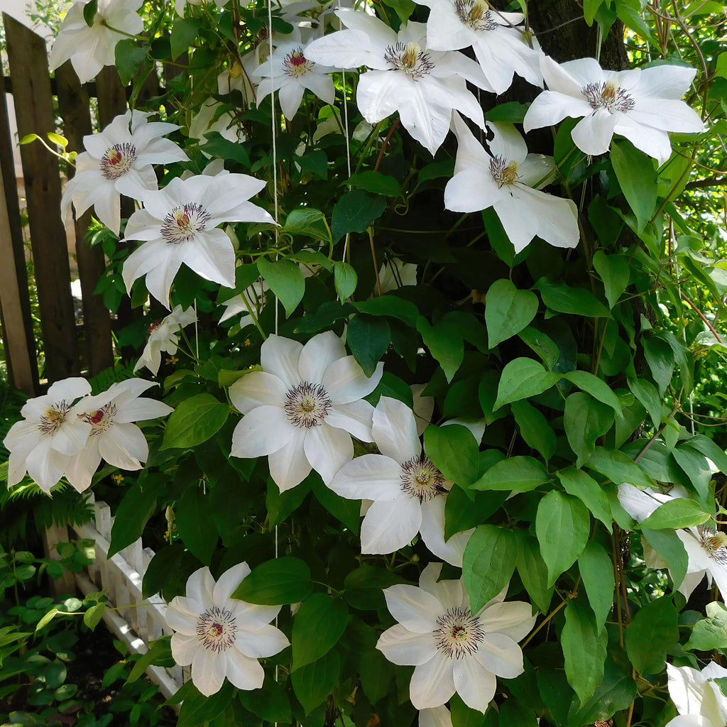 Klimplant - Clematis Miss bateman - Bloem Wit - Weinig onderhoud -2 planten -  Pot 11cm Hoogte 40cm