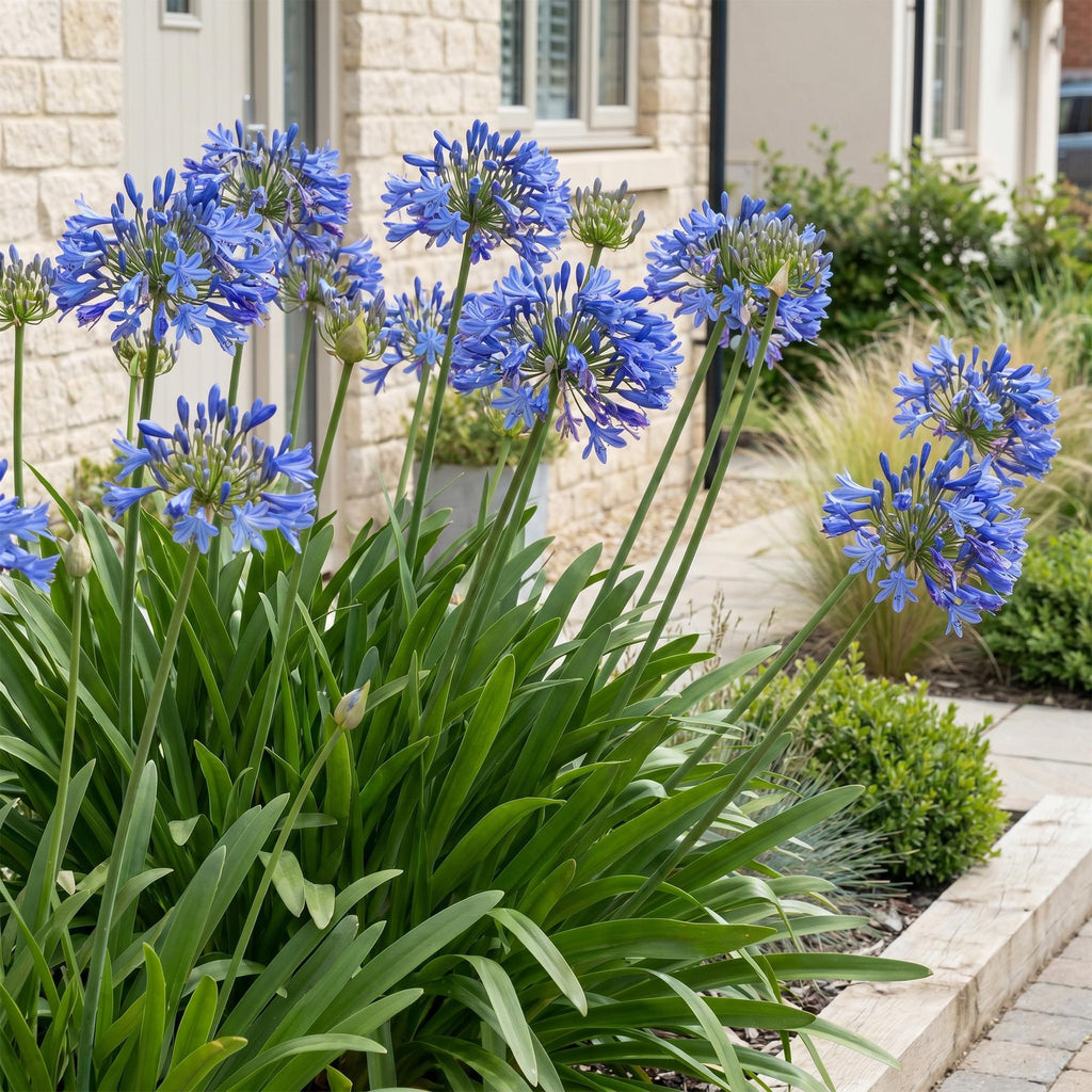 Vasteplant - Agapanthus africanus - Afrikaanse Lelie - Bijen en Vlinderlokkers - Blauw - 1 Plant - Pot 11cm - Hoogte 15-25cm