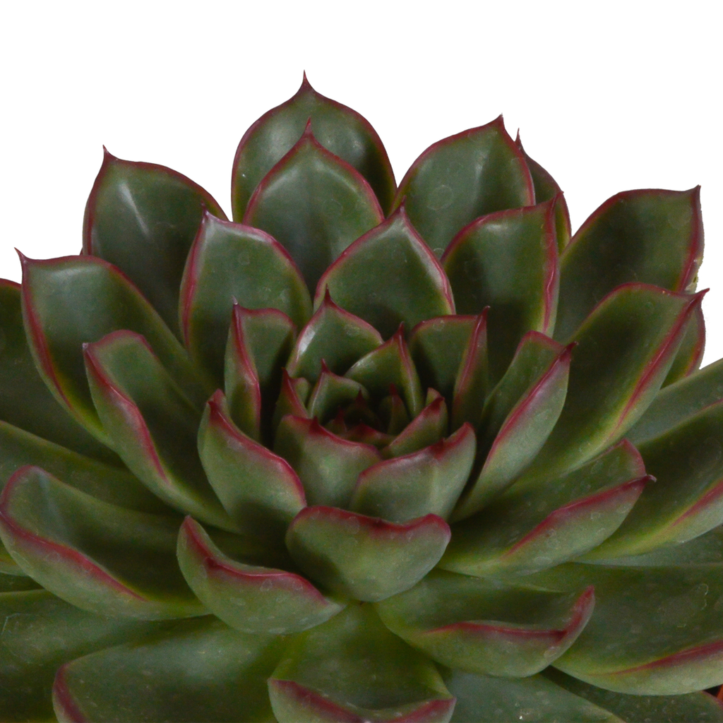 Echeveria mix 10.5 cm - 3x - in terracotta pot