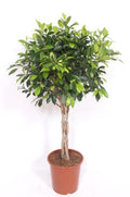 Ficus Nitida gevlochten stam - 100 cm