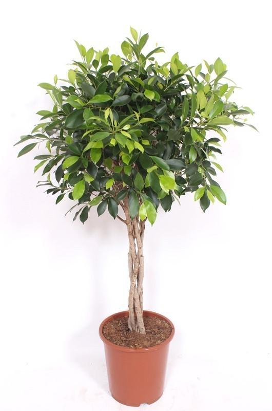 Ficus Nitida gevlochten stam - 100 cm