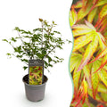 Tuinplant - Acer palmatum Little Princess - Groen - 1 Plant - Bladverliezend - Weinig Onderhoud - Pot 12cm Hoogte 35cm