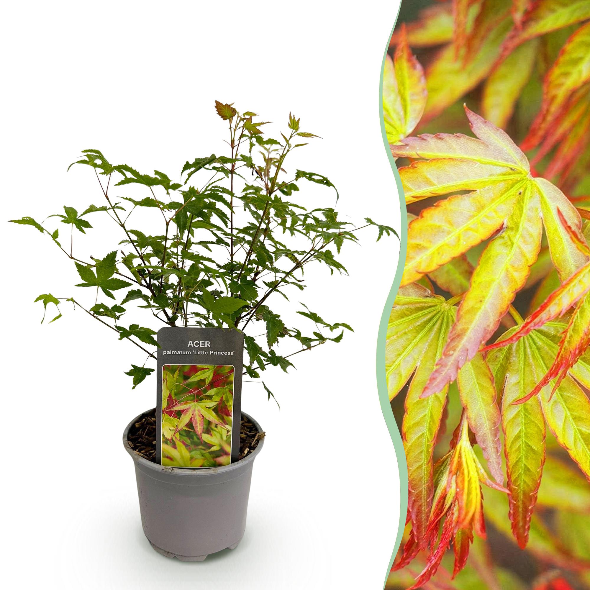 Tuinplant - Acer palmatum Little Princess - Groen - 1 Plant - Bladverliezend - Weinig Onderhoud - Pot 12cm Hoogte 35cm