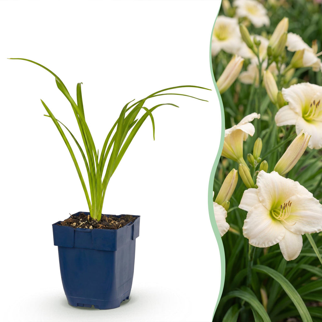 Vasteplant - Hemerocallis Arctic Snow - Daglelie - Bijen en Vlinderlokkers - Creme - 3 Planten - Pot 11cm - Hoogte 15-25cm