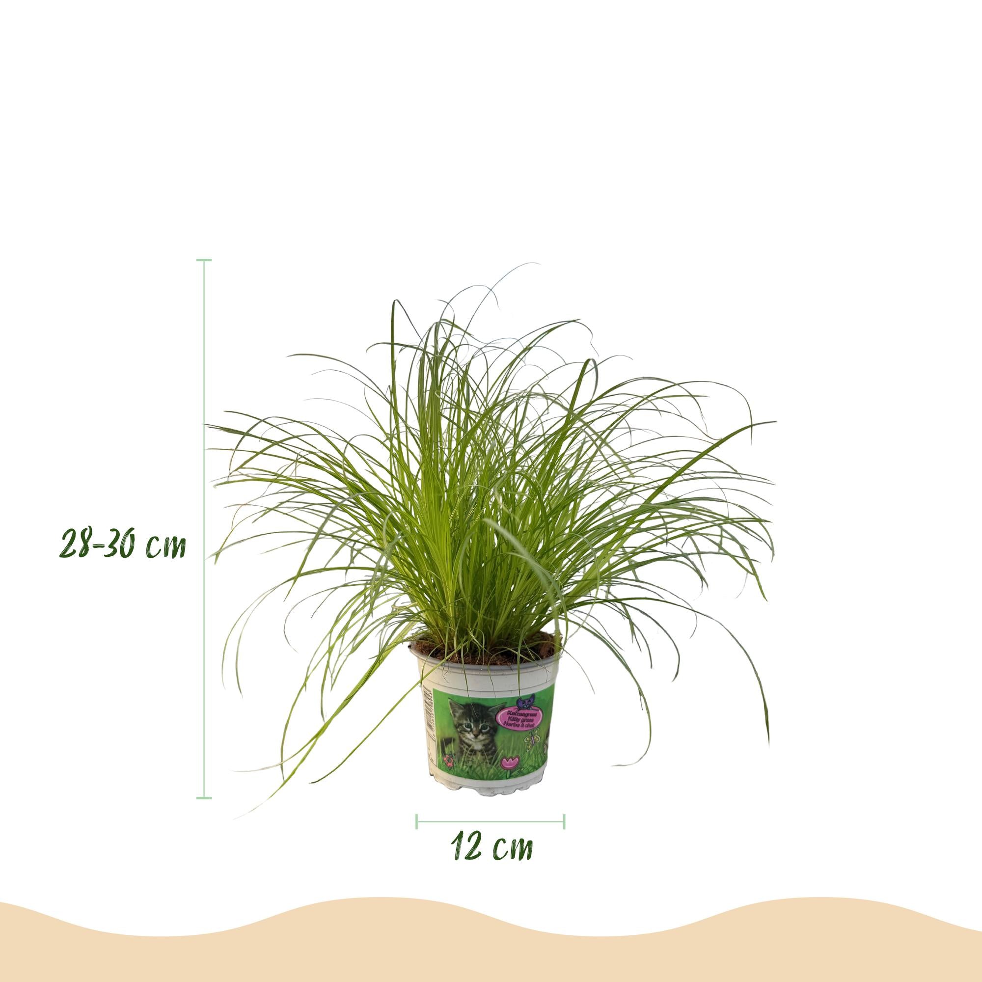 Kamerplant - Cyperus alternifolius Zumula - Kattengras - Huisdiervriendelijk - Groen - 2 Planten - Pot 12cm - Hoogte 28-30cm