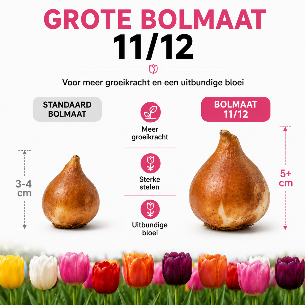 Tulpenbollen Mix - 20 Stuks - Winterhard - Maat 11/12