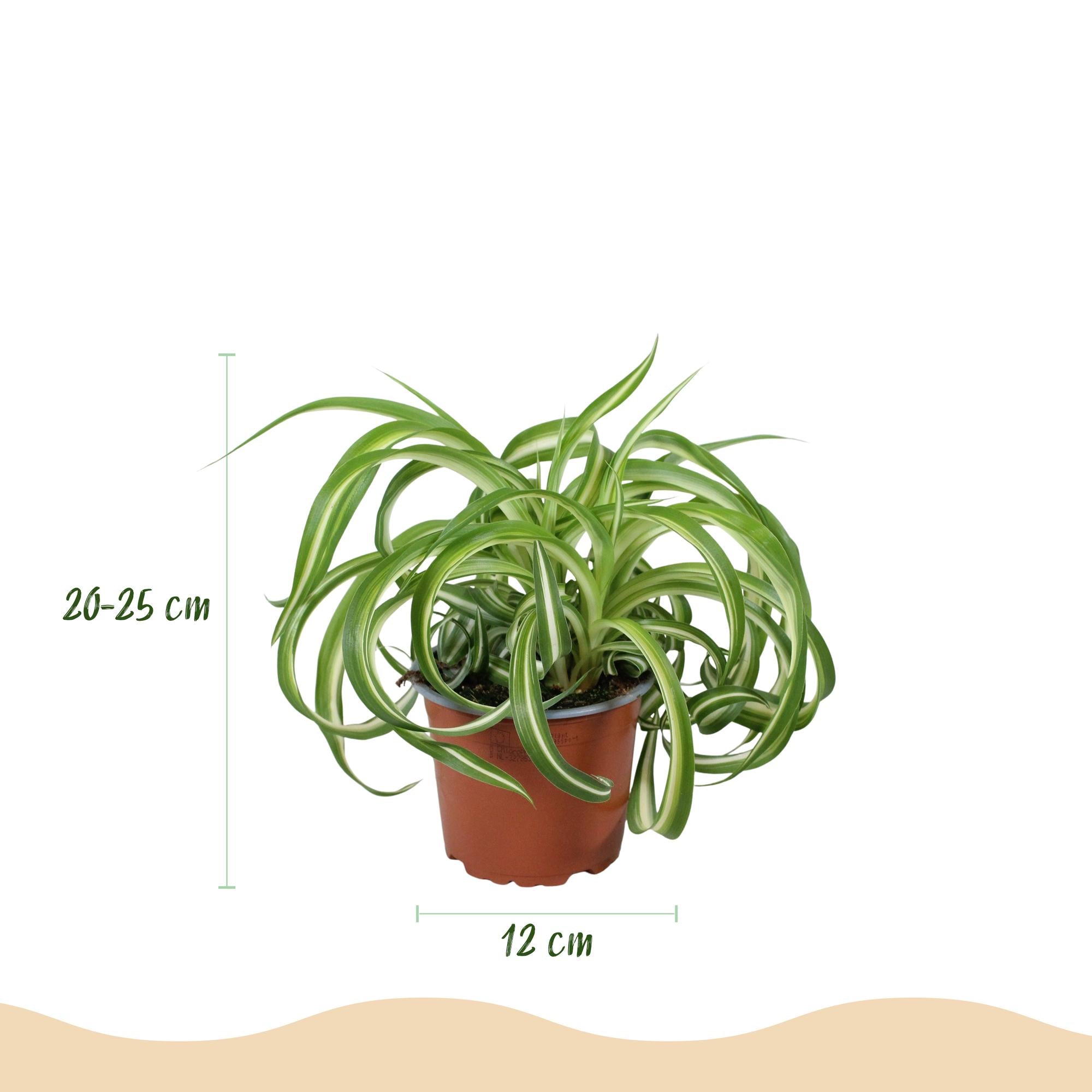 Kamerplant - Chlorophytum comosum Bonnie - Krullende Graslelie - Huisdiervriendelijk - Bont - 2 Planten - Pot 12cm - Hoogte 20-25cm