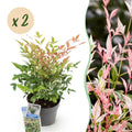 Tuinplant - Nandina Twilight - Bont & Roze - 2 Planten - Groenblijvend - Weinig Onderhoud - Pot 17cm Hoogte 45cm