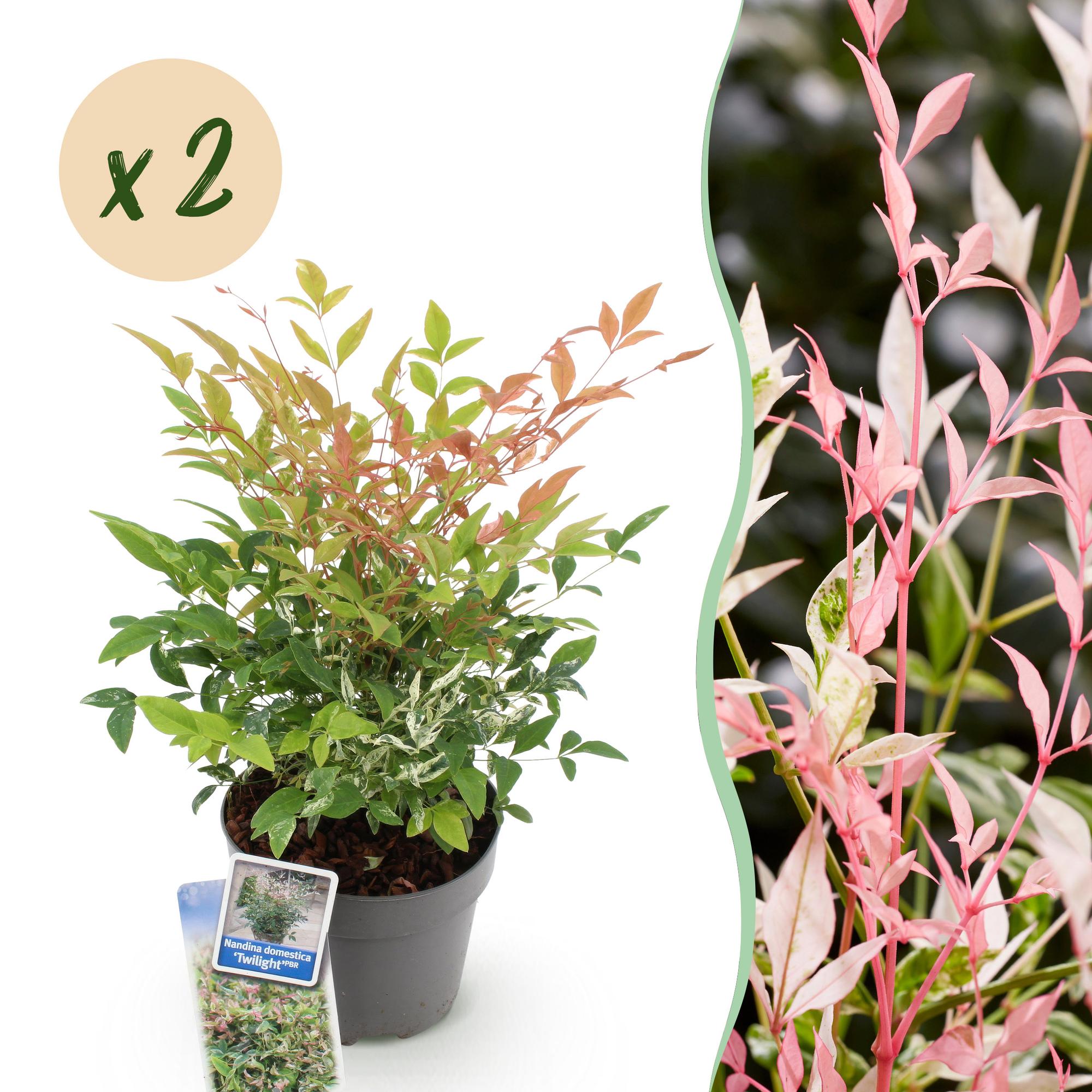 Tuinplant - Nandina Twilight - Bont & Roze - 2 Planten - Groenblijvend - Weinig Onderhoud - Pot 17cm Hoogte 45cm