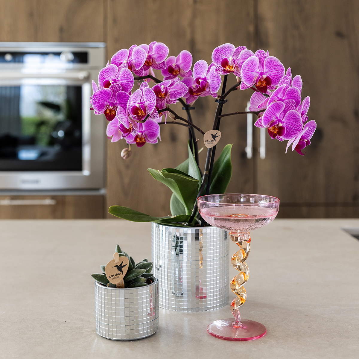 Kolibri Company | Plantenset Disco | Paarse Vienna orchidee Ø9cm + Succulent incl. keramieken sierpotten
