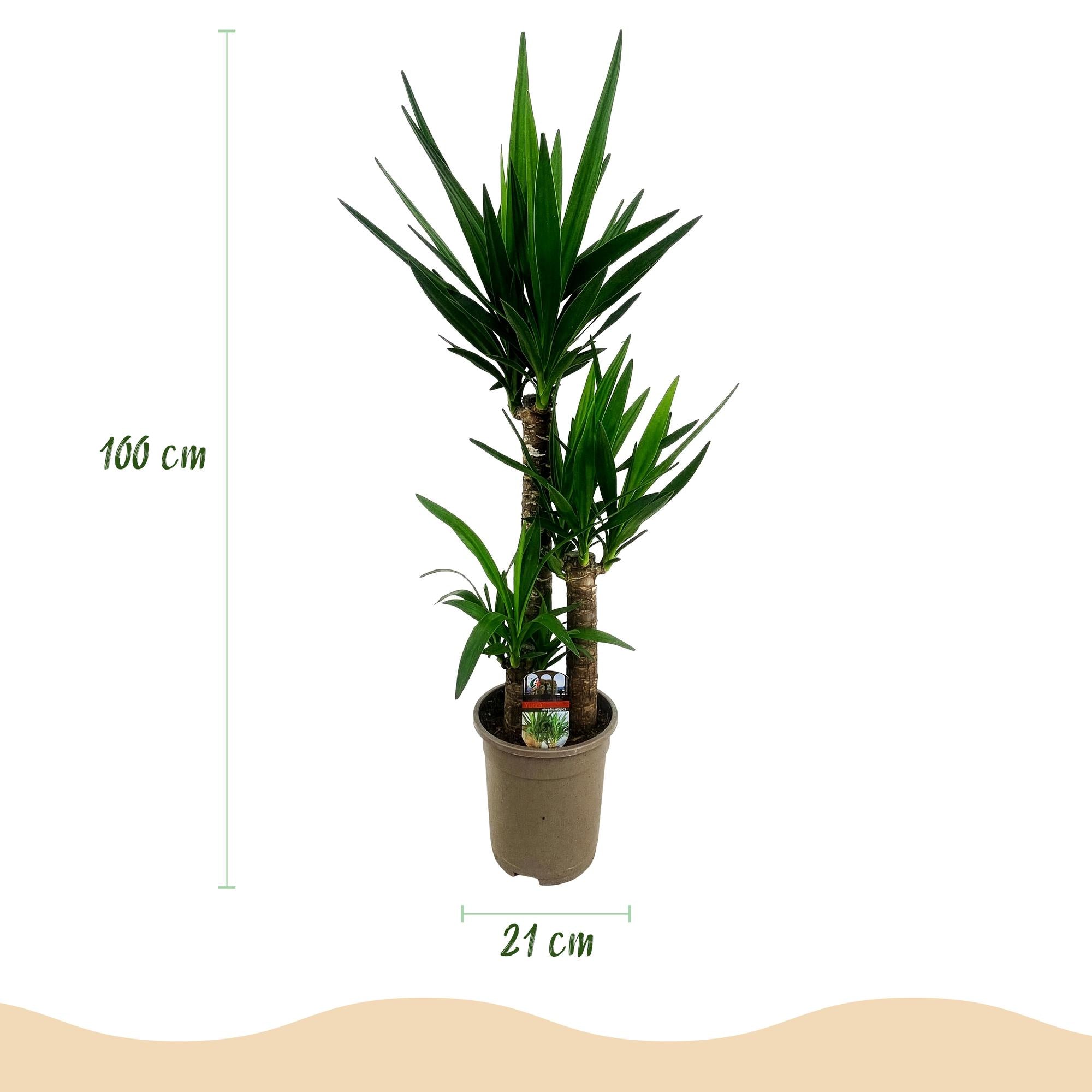 Kamerplant - Yucca elephantipes - Yucca - Weinig onderhoud - Groen - 2 - Pot 21cm - Hoogte 100cm