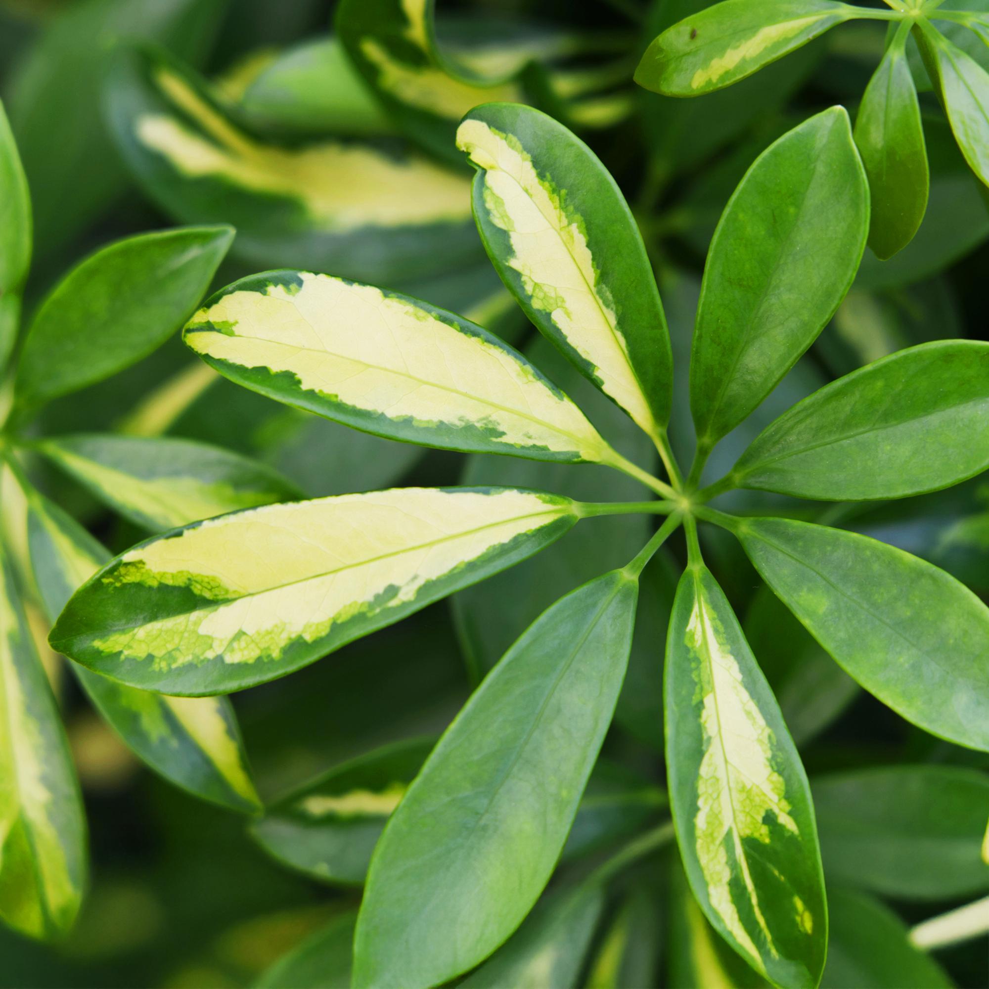 Green is… Kamerplanten - Schefflera Gold Capelle - Vingerboom - Weinig onderhoud - met mand - Groen - goud - 1 Plant - Pot 21cm - Hoogte 70-81cm