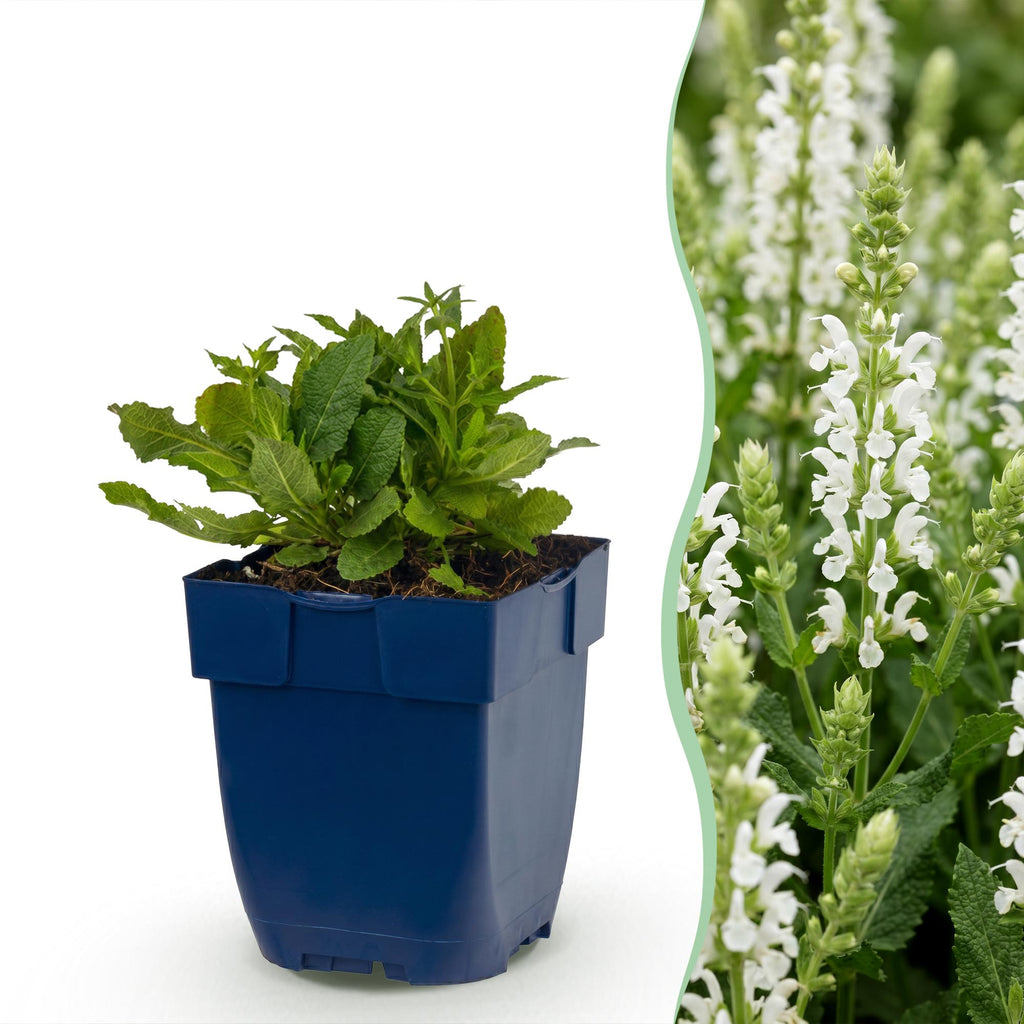 Vasteplant - Salvia nem. Schneehügel - Salie - Bijen en Vlinderlokkers - Wit - 3 Planten - Pot 11cm - Hoogte 15-25cm