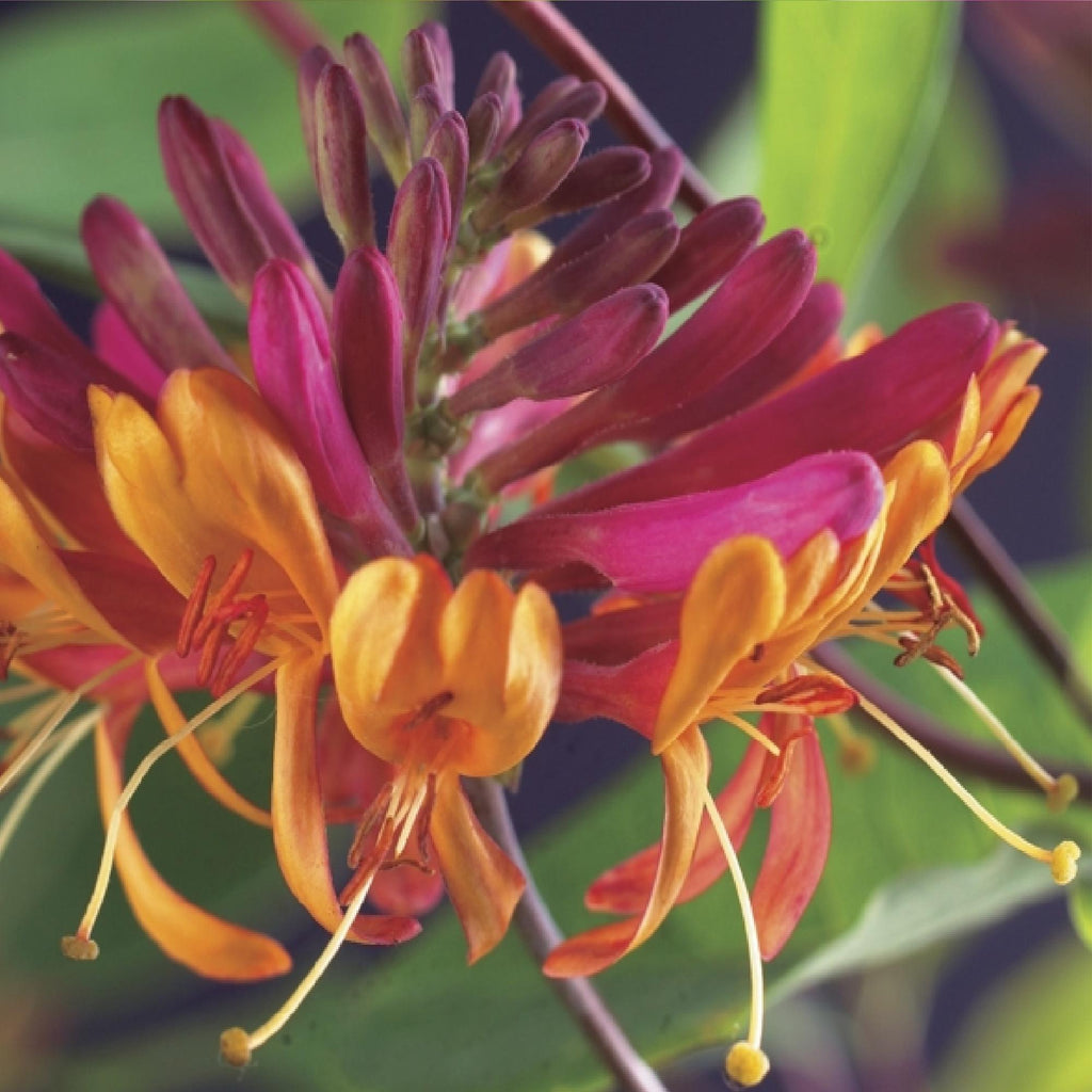 Kamperfoelie - Lonicera heckrottii Goldflame -Bbloem Roze met Geel  - Weinig onderhoud - 2 planten - Pot 11cm Hoogte 40cm