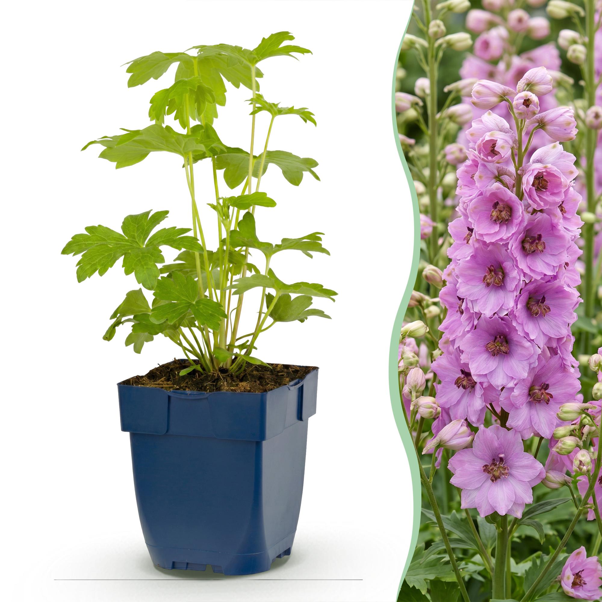Vasteplant - Delphinium (P) Astolat - Ridderspoor - Bijen en Vlinderlokkers - Roze - 1 Plant - Pot 11cm - Hoogte 15-25cm