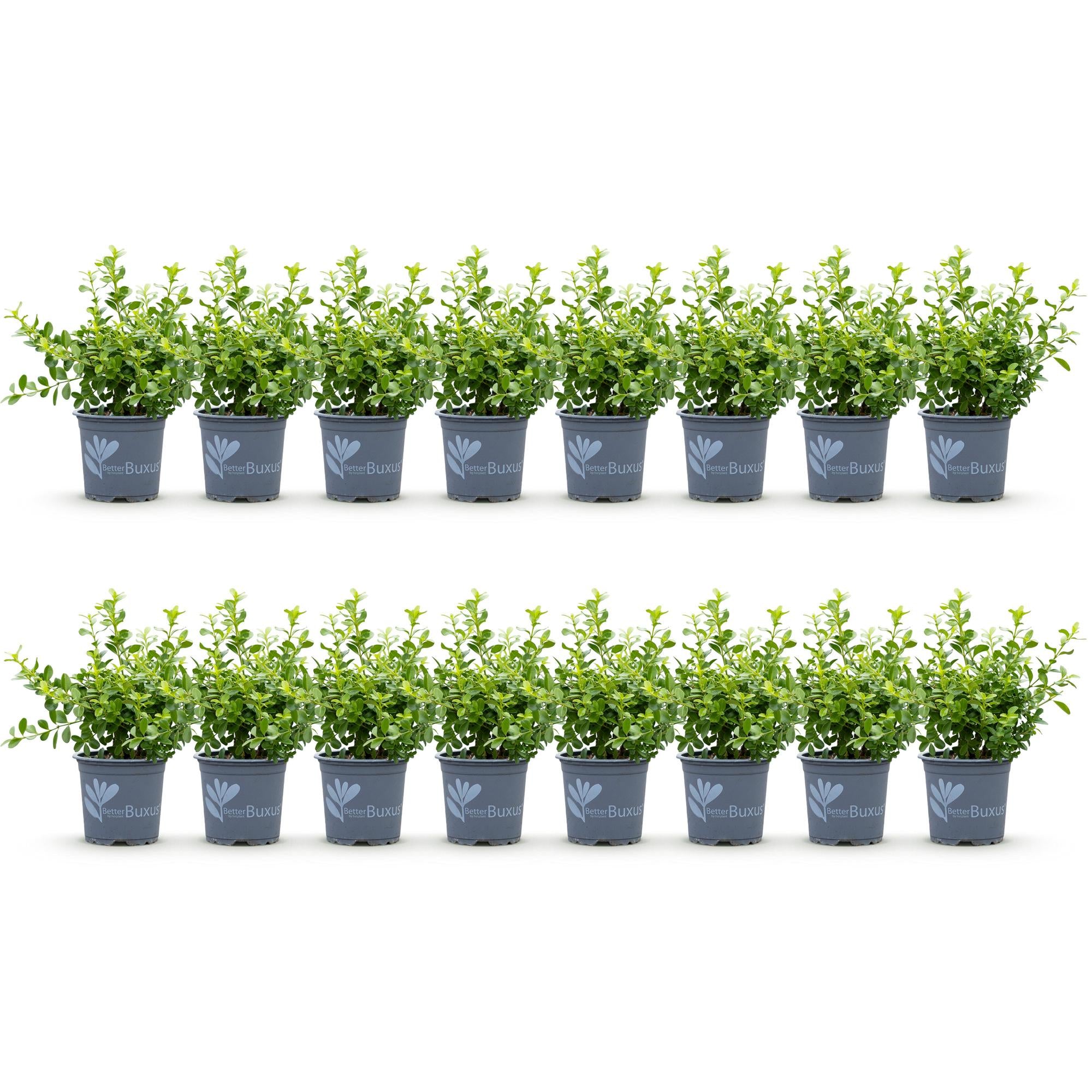 Buxus Haag - BetterBuxus Babylon Beauty - Resistant tegen de Buxus schimmel - 16 planten - 2 strekkende meter - pot 9cm hoogte 20-25