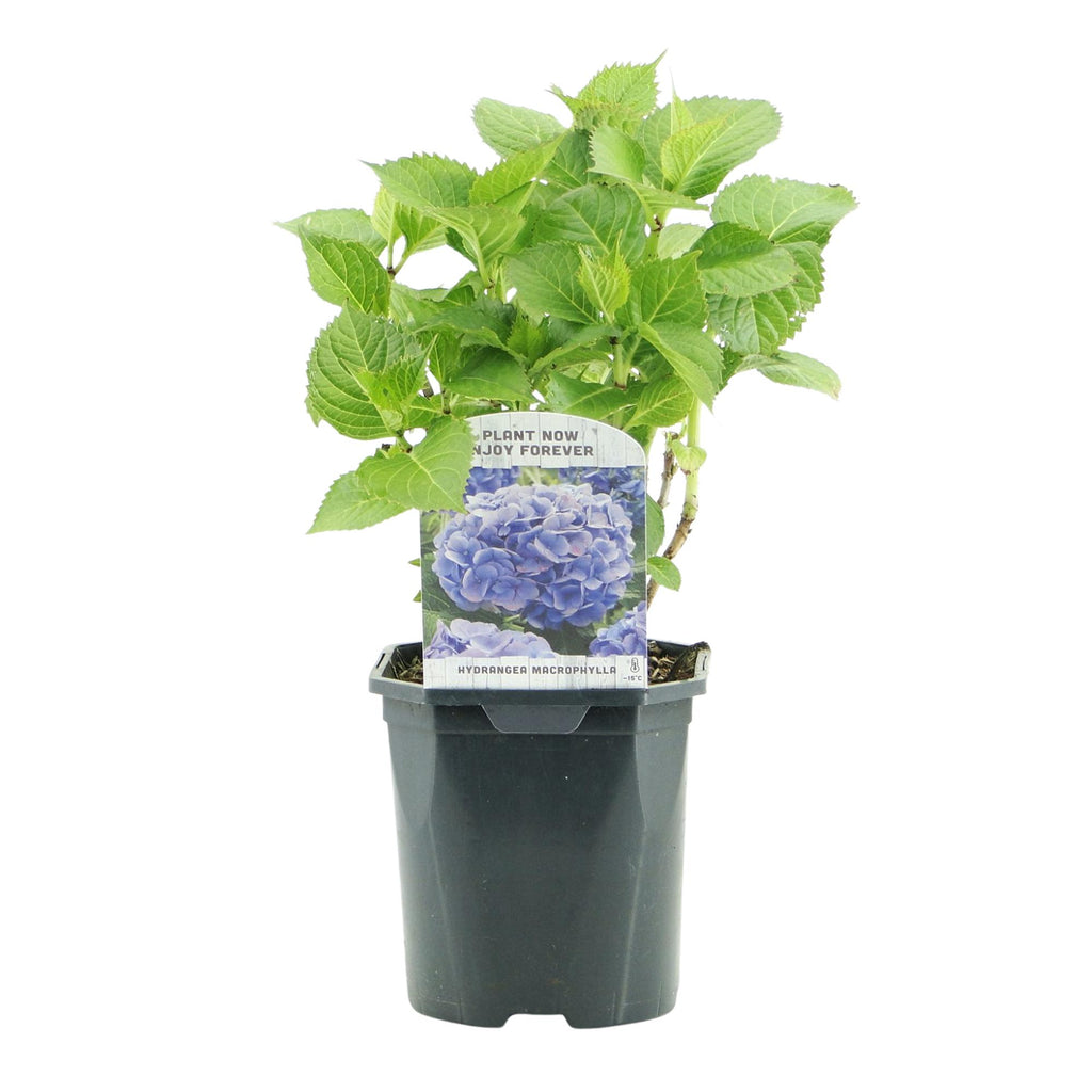 Hortensia - Hydrangea macrophylla Blue - Bloem Blauw - 1 Plant - Bladverliezend - Weinig Onderhoud - Pot 17cm Hoogte 30cm