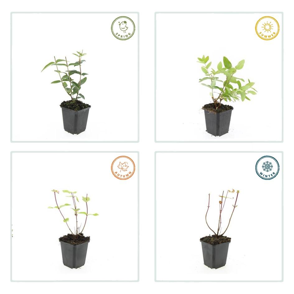 24x Hypericum inodorum 'Rheingold' - ↕10-25cm - Ø9cm