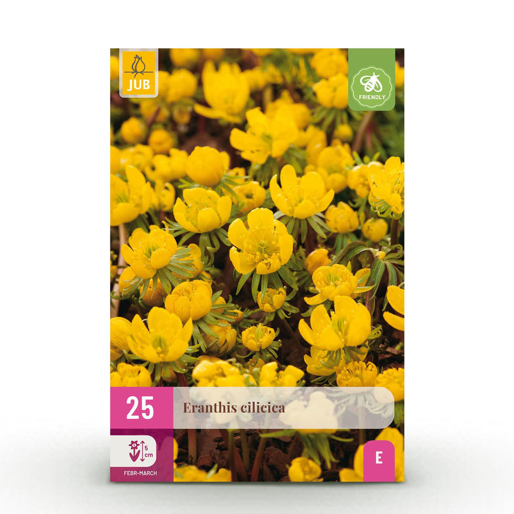 Bloembollen - Eranthis Cilicica - Kleur Geel - 25 stuks - Bolmaat 4/5 - XXL Pack
