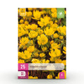 Bloembollen - Eranthis Cilicica - Kleur Geel - 25 stuks - Bolmaat 4/5 - XXL Pack