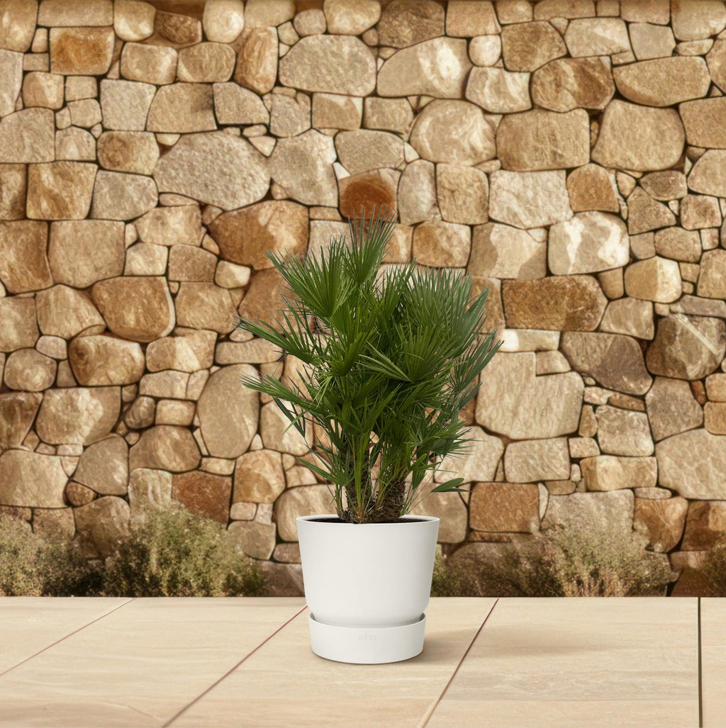 Chamaerops Humilis multi stam - 160 - 220 cm - Ø50cm