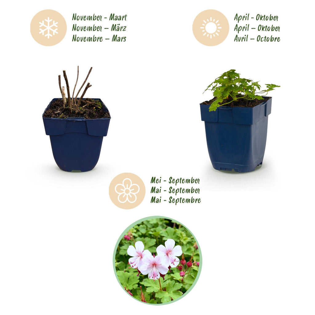 Vasteplant - Geranium macr. Spessart - Ooievaarsbek - Bodembedekkend - Wit-Roze - 1 Plant - Pot 11cm - Hoogte 15-25cm