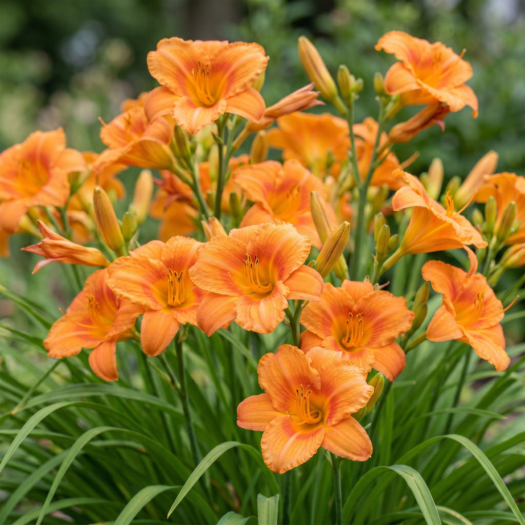 Vasteplant - Hemerocallis Mauna Loa - Daglelie - Bijen en Vlinderlokkers - Oranje - 6 Planten - Pot 11cm - Hoogte 15-25cm