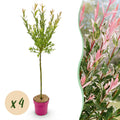 4x - Salix Flamingo - Ø19cm - ↕90-100cm