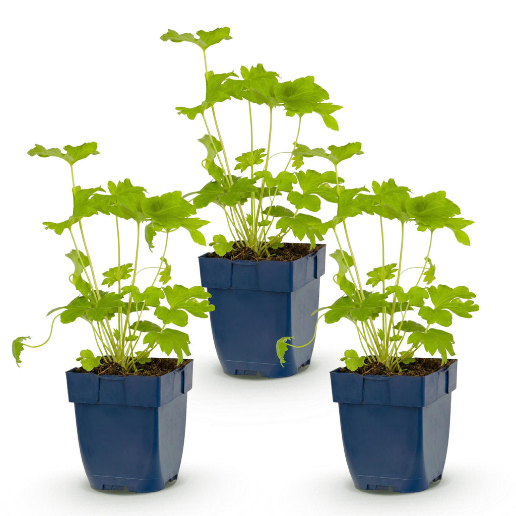 Vasteplant - Delphinium (P) Black Knight - Ridderspoor - Bijen en Vlinderlokkers - Paars - 3 Planten - Pot 11cm - Hoogte 15-25cm