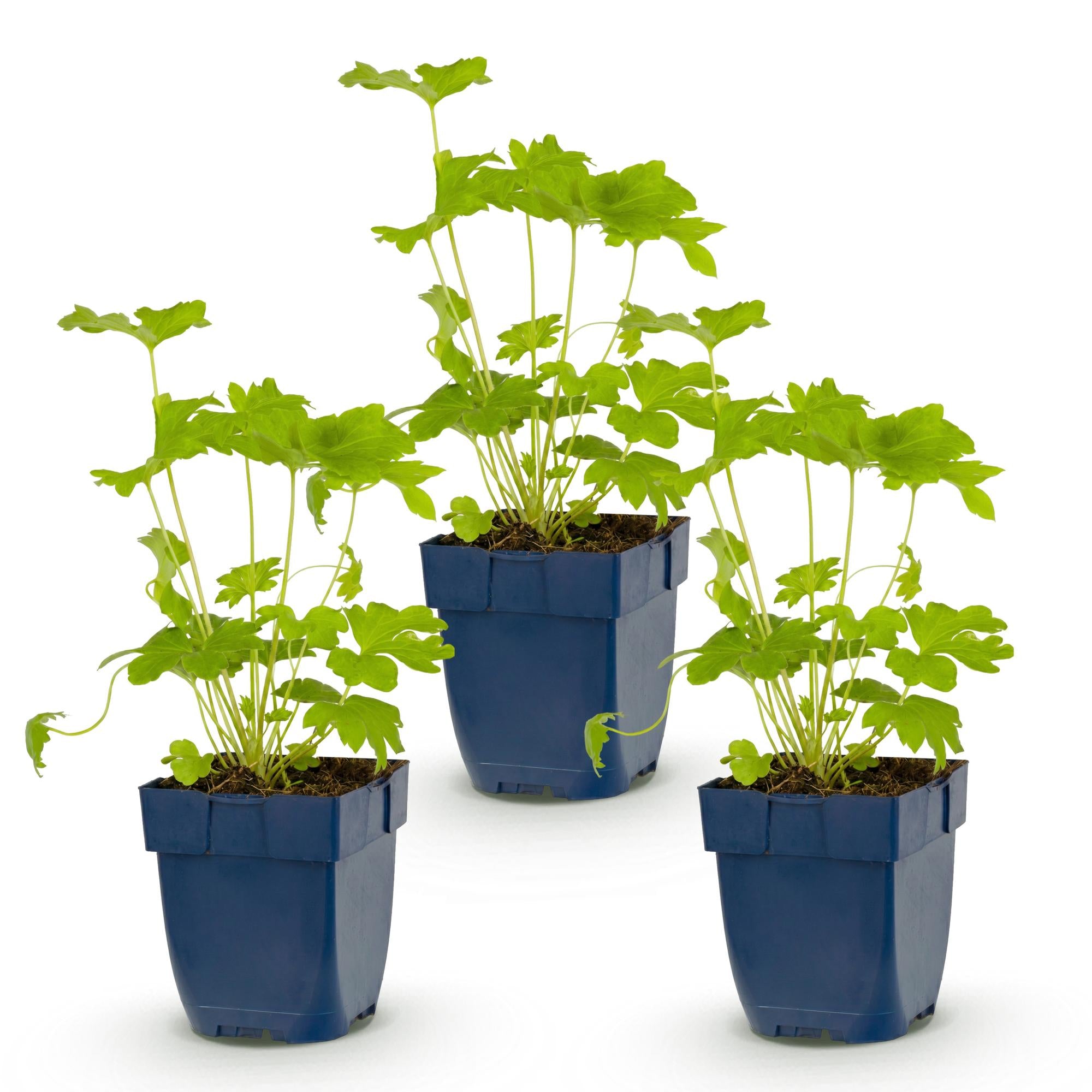 Vasteplant - Delphinium (P) Black Knight - Ridderspoor - Bijen en Vlinderlokkers - Paars - 3 Planten - Pot 11cm - Hoogte 15-25cm