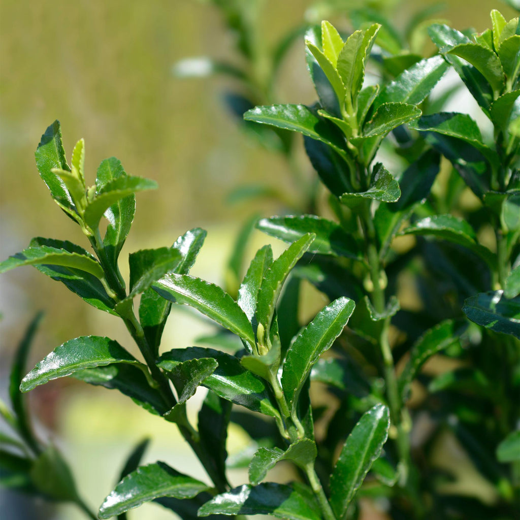 8x Euonymus japonica Green Spire - Kardinaalsmuts - Haagplanten - Groenblijvend - Groen - Pot 9cm - Hoogte 20-25cm