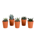 Gasteria/Haworthia mix 5,5cm - 5x - in terracotta pot