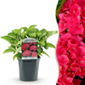 Hortensia - Hydrangea macrophylla Red - Bloem Rood - 1 Plant - Bladverliezend - Weinig Onderhoud - Pot 17cm Hoogte 30cm