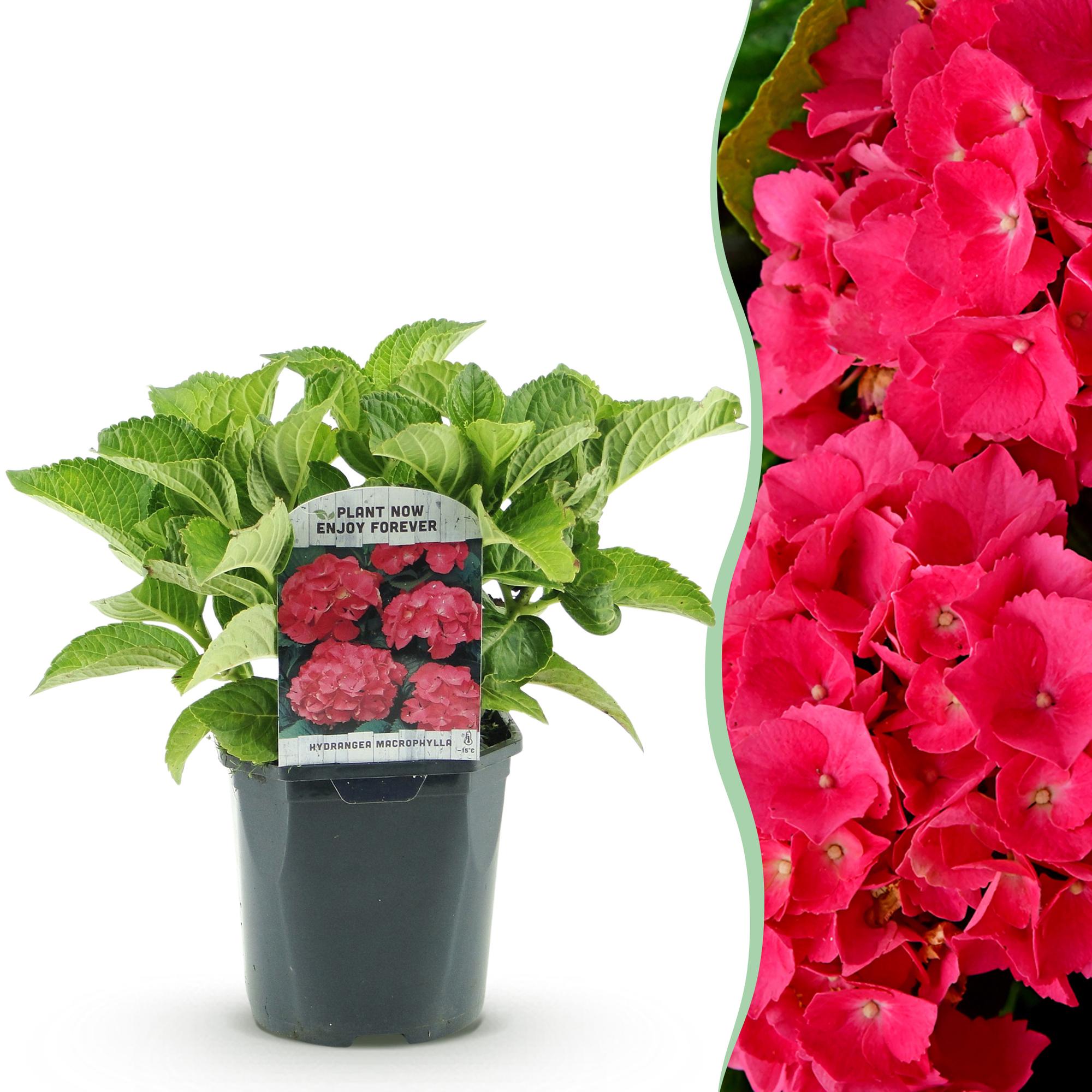 Hortensia - Hydrangea macrophylla Red - Bloem Rood - 1 Plant - Bladverliezend - Weinig Onderhoud - Pot 17cm Hoogte 30cm