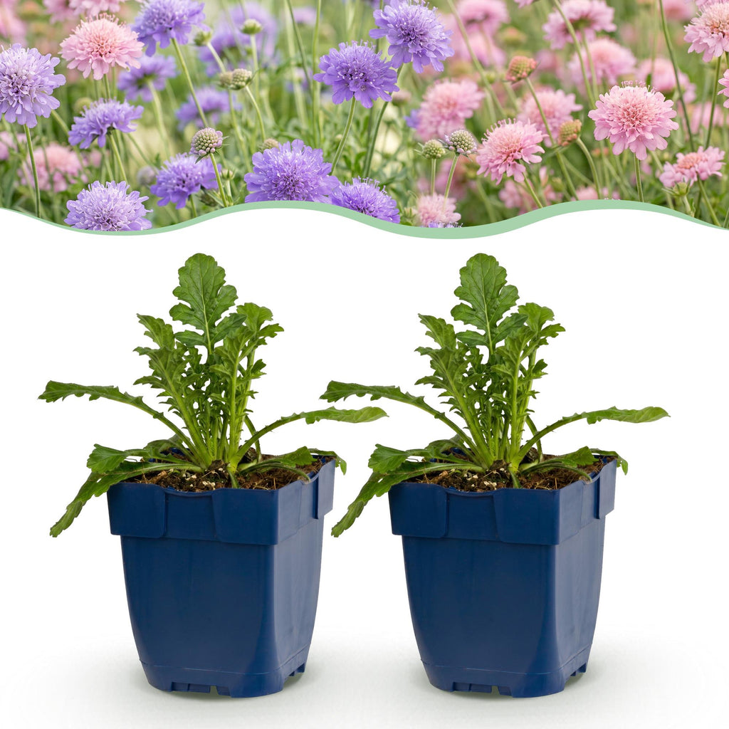 Vasteplant - Scabiosa Duo - Duifkruid - Bijen en Vlinderlokkers - Paars - Roze - 6 Planten - Pot 11cm - Hoogte 15-25cm