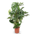 Monstera Deliciosa XXL - 140cm - ⌀27