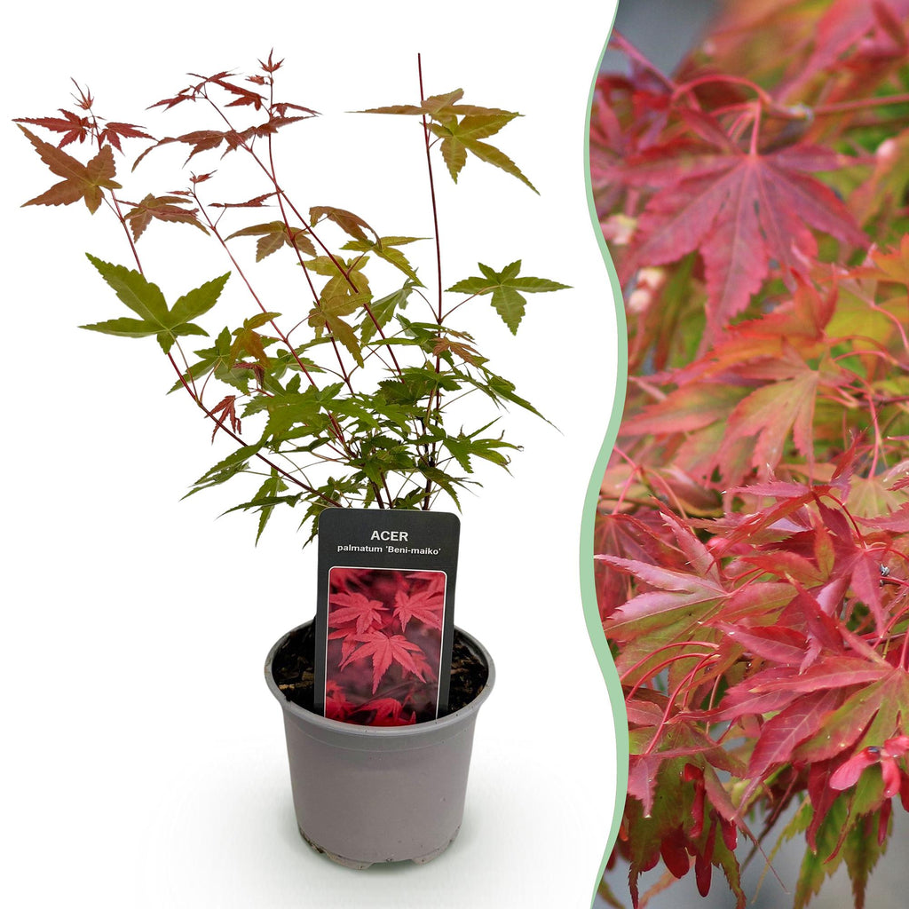 Tuinplant - Acer palmatum Beni-maiko - Rood - 1 Plant - Bladverliezend - Weinig Onderhoud - Pot 12cm Hoogte 35cm