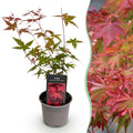 Tuinplant - Acer palmatum Beni-maiko - Rood - 1 Plant - Bladverliezend - Weinig Onderhoud - Pot 12cm Hoogte 35cm