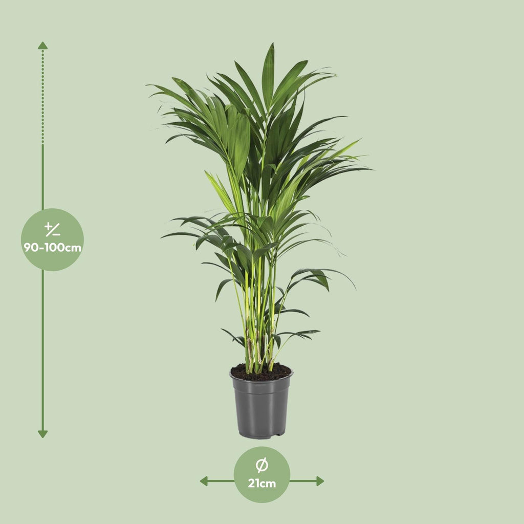 Howea Forsteriana - Ø21cm - ↕100cm