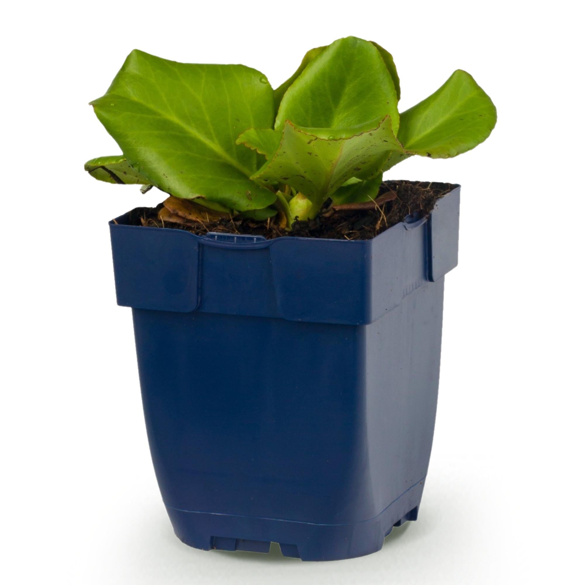 Vasteplant - Bergenia cordifolia - Schoenlappersplant - Schaduw - Roze - 1 Plant - Pot 11cm - Hoogte 15-25cm