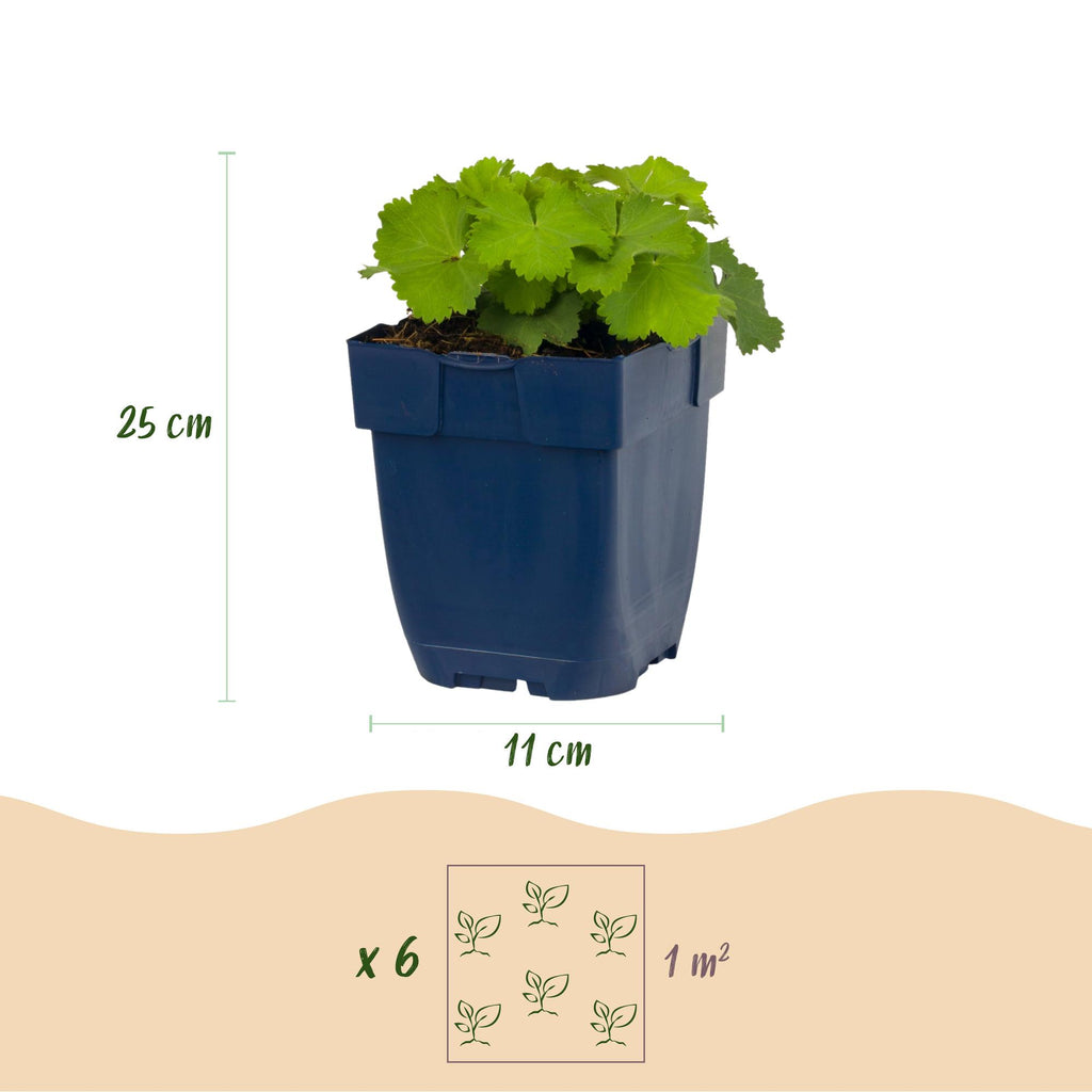 Vasteplant - Alchemilla mollis - Vrouwenmantel - Bodembedekkend - Geel - 1 Plant - Pot 11cm - Hoogte 15-25cm