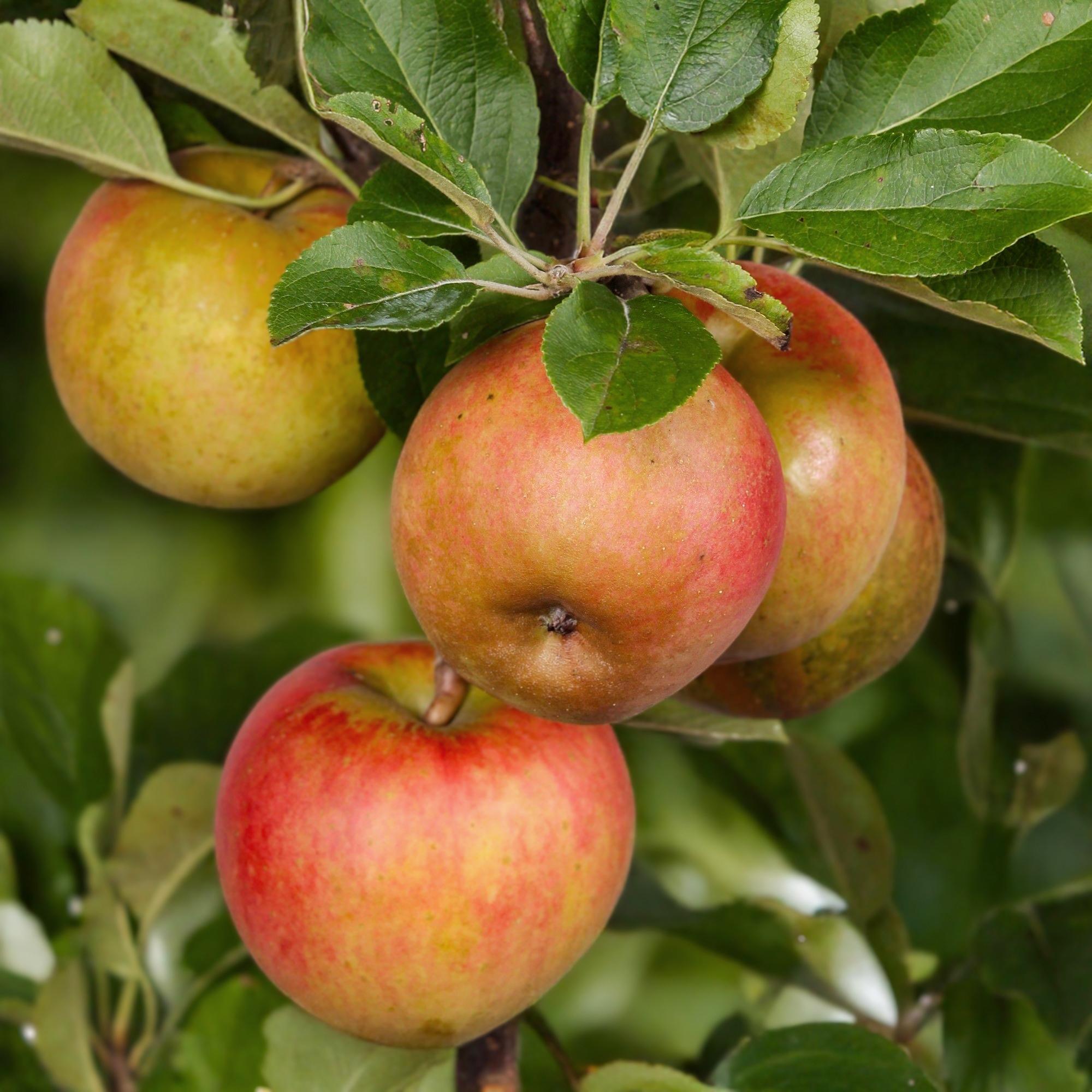 Fruitboom - Malus domestica Elstar - Appelboom - Winterhard - Rood-Groene Appel - 1 Plant - Pot 21cm - Hoogte 90cm