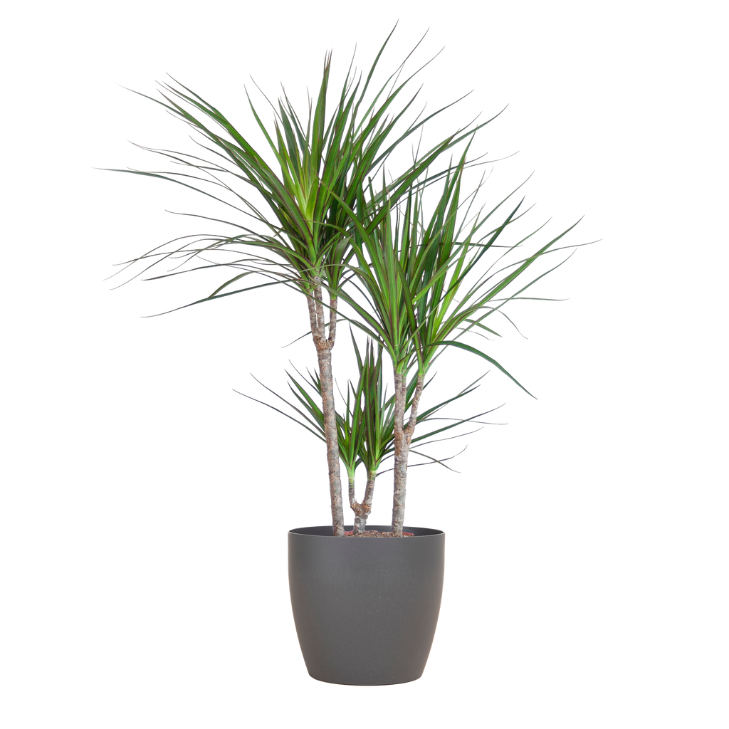 Dracaena Marginata met Potter pot grijs - 95cm - Ø21