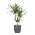 Dracaena Marginata met Potter pot grijs - 95cm - Ø21