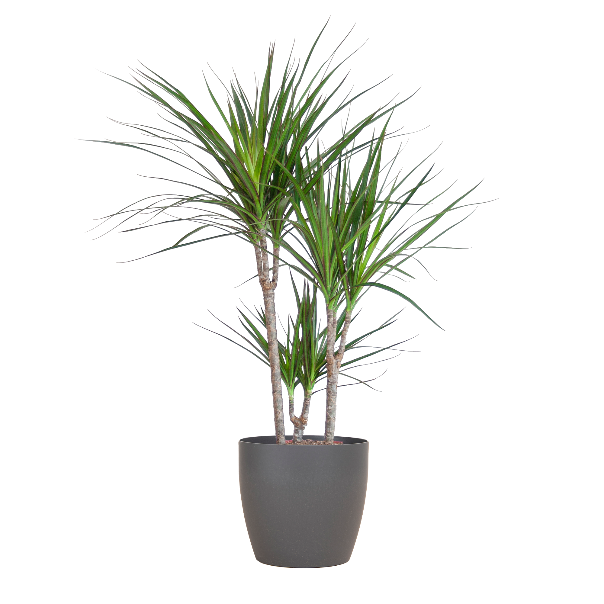Dracaena Marginata met Potter pot grijs - 95cm - Ø21
