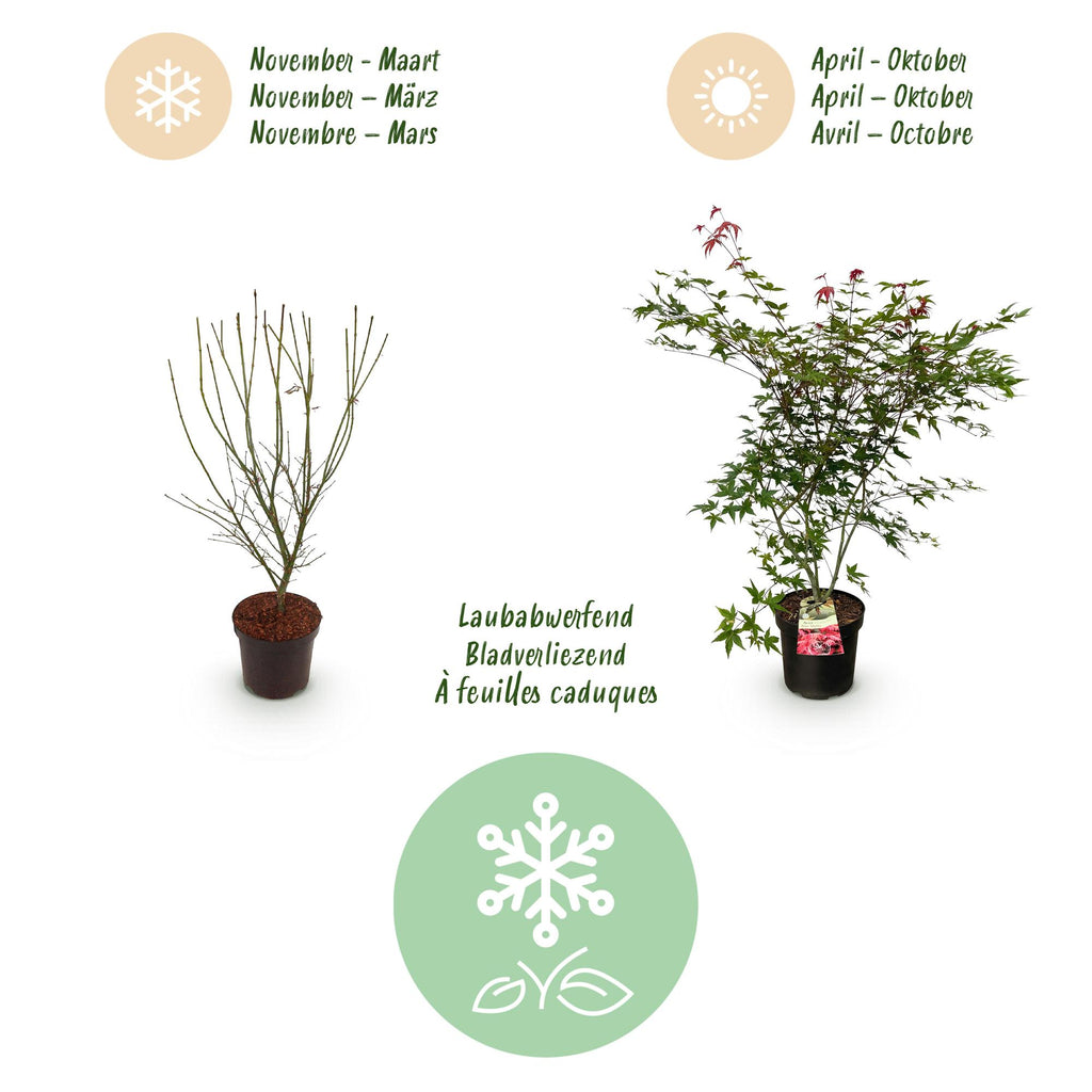 Tuinplant - Acer palmatum Beni Maiko - Japanse Esdoorn - Bladverliezend - Rood - 1 - Pot 26cm - Hoogte 90cm