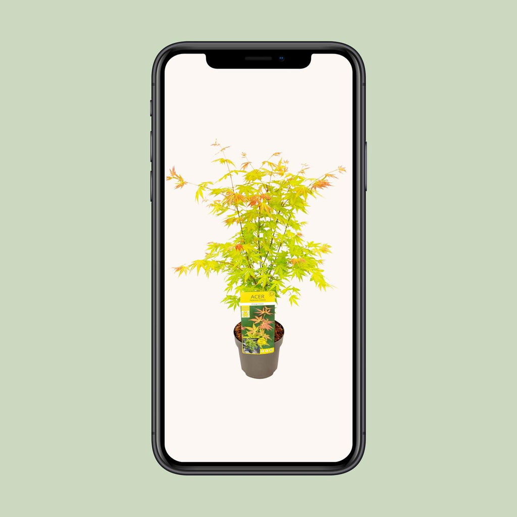 Acer palmatum Orange Dream - Ø19cm - ↕50cm