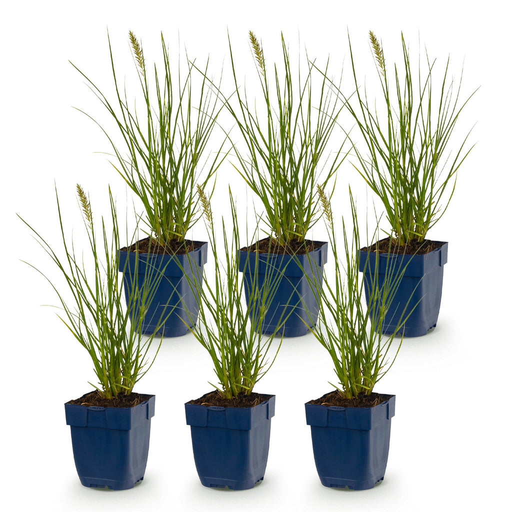 Grassen - Pennisetum alop. Little Bunny - Lampenpoetsergras - Met Pluim - Groen - 6 Planten - Pot 11cm - Hoogte 15-25cm