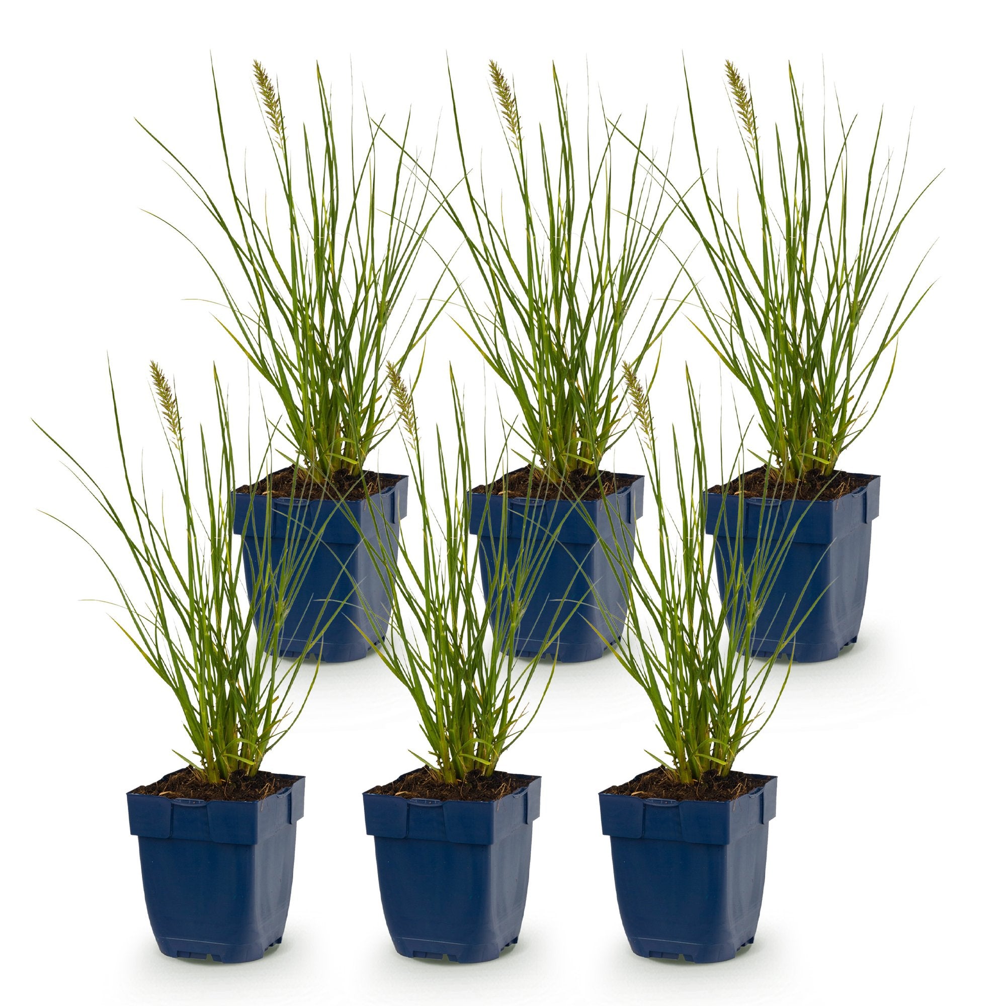 Grassen - Pennisetum alop. Little Bunny - Lampenpoetsergras - Met Pluim - Groen - 6 Planten - Pot 11cm - Hoogte 15-25cm