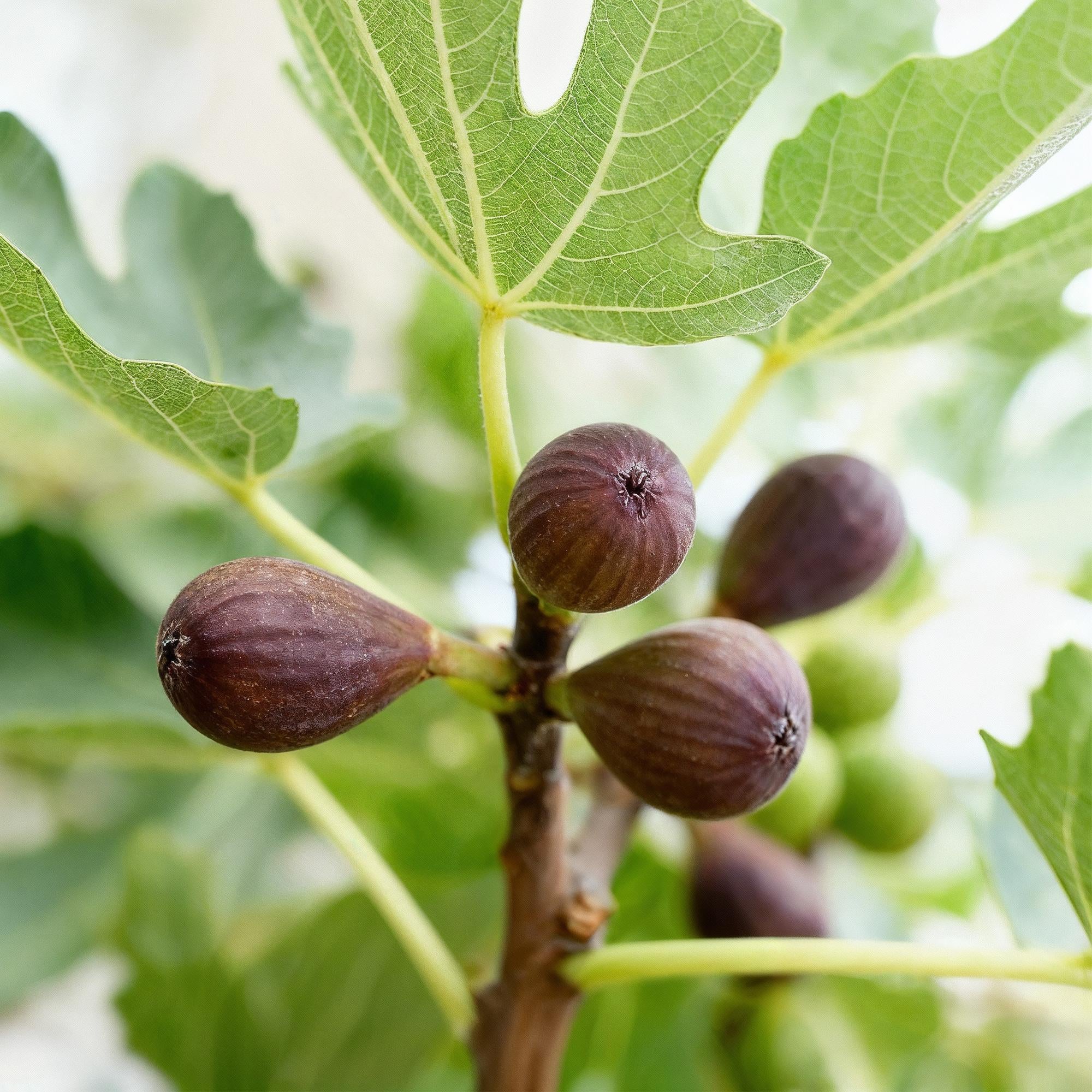 Plant op Stam - Ficus carica Little Miss Figgy - Terras Plant - Bladverliezend - Winterhard - Groene Vrucht - Pot 19cm Hoogte 90cm